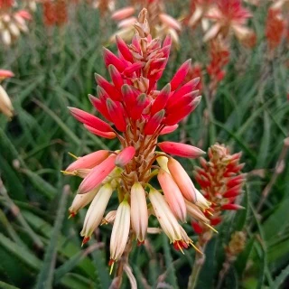 Miniature 1