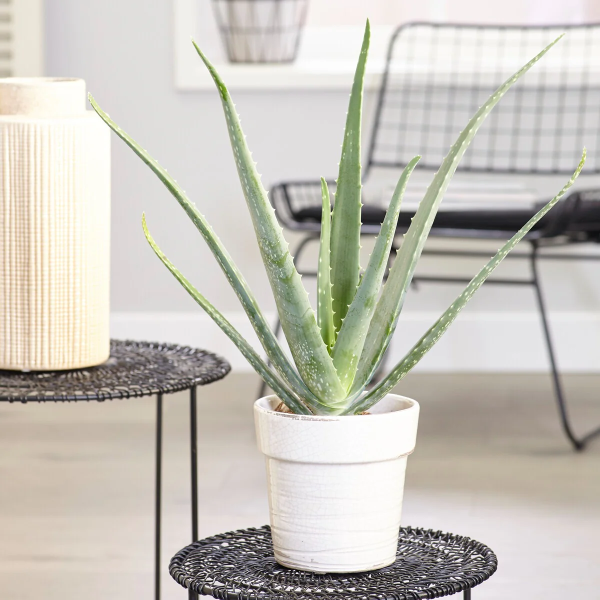 Aloe vera - Image 2