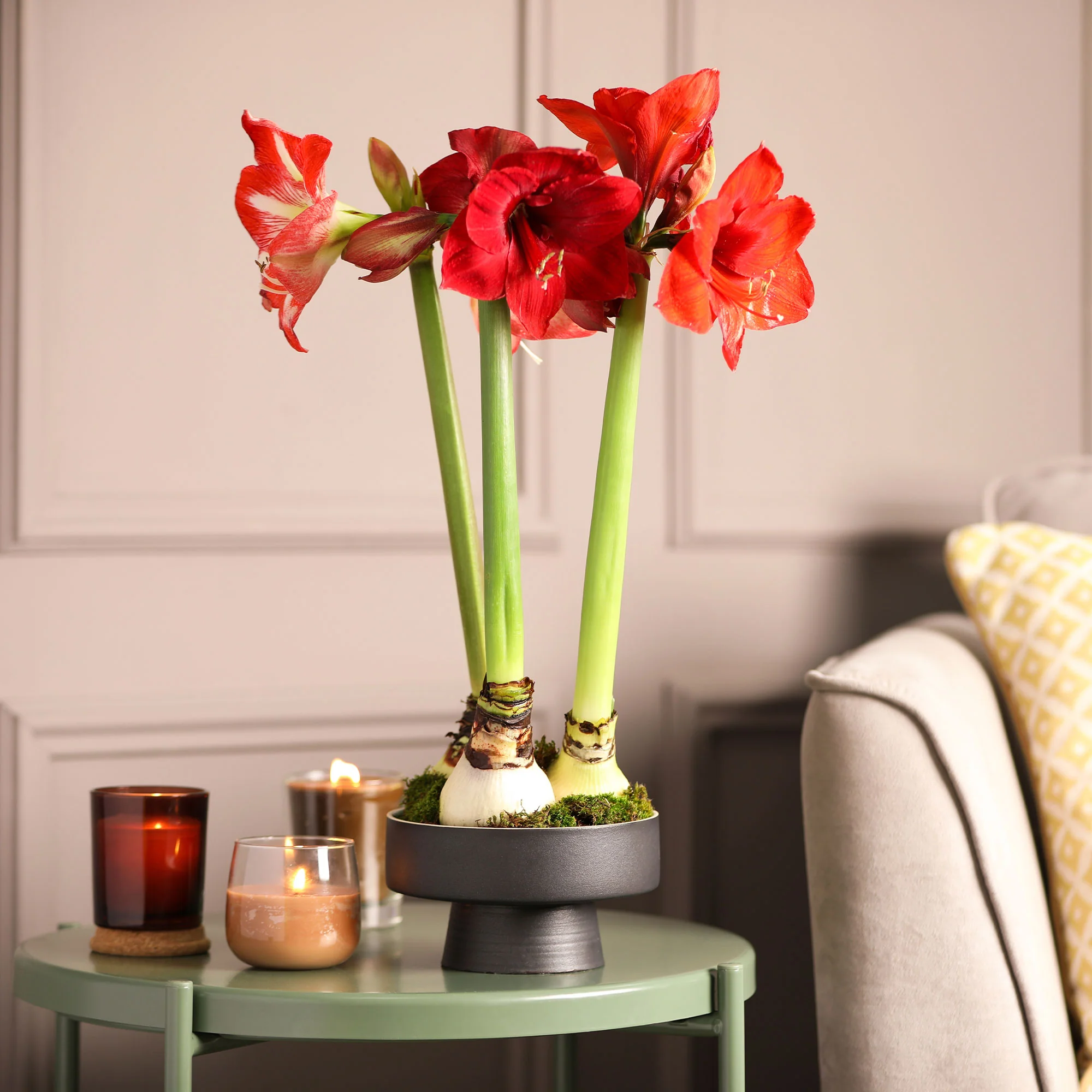 Amaryllis rouge - Image 3
