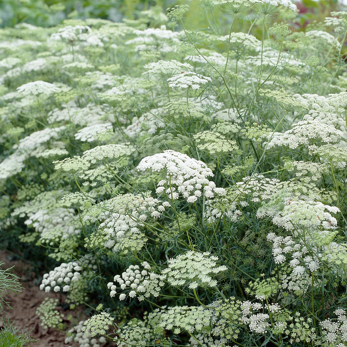 Ammi élevé - Image 3