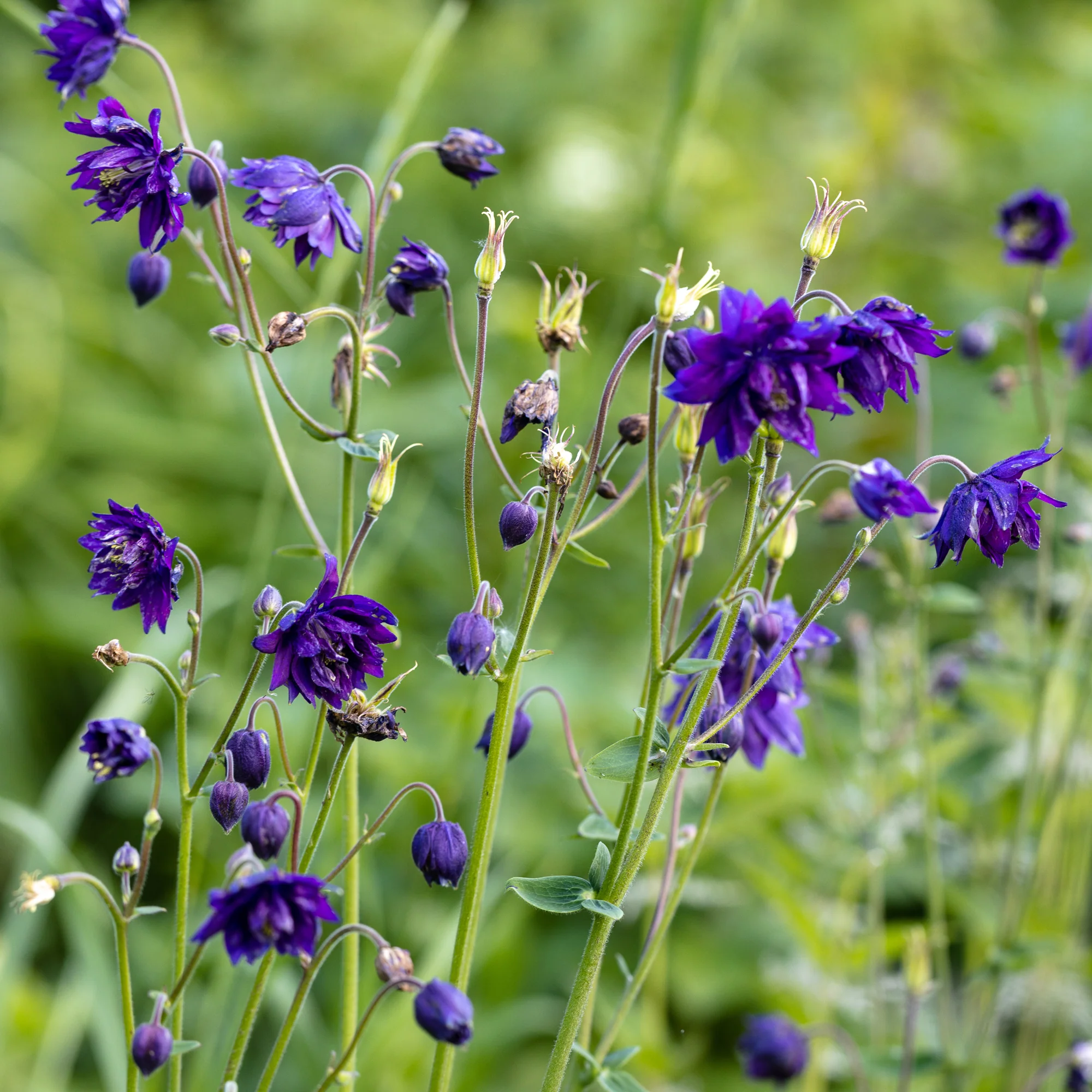 Ancolie des jardins Blue Barlow - Image 6