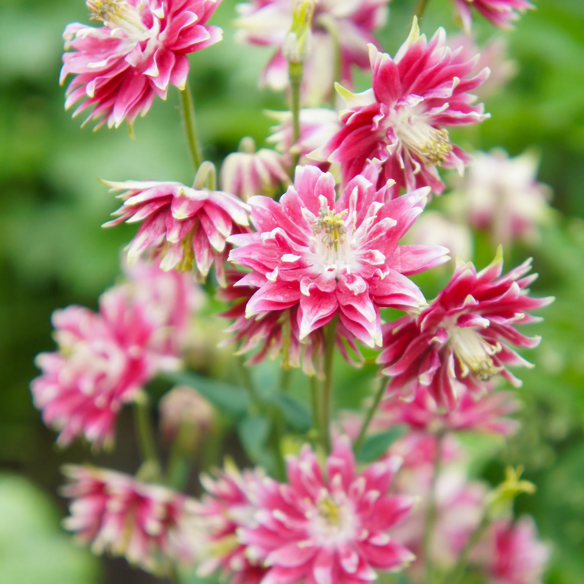 Ancolie des jardins Nora Barlow