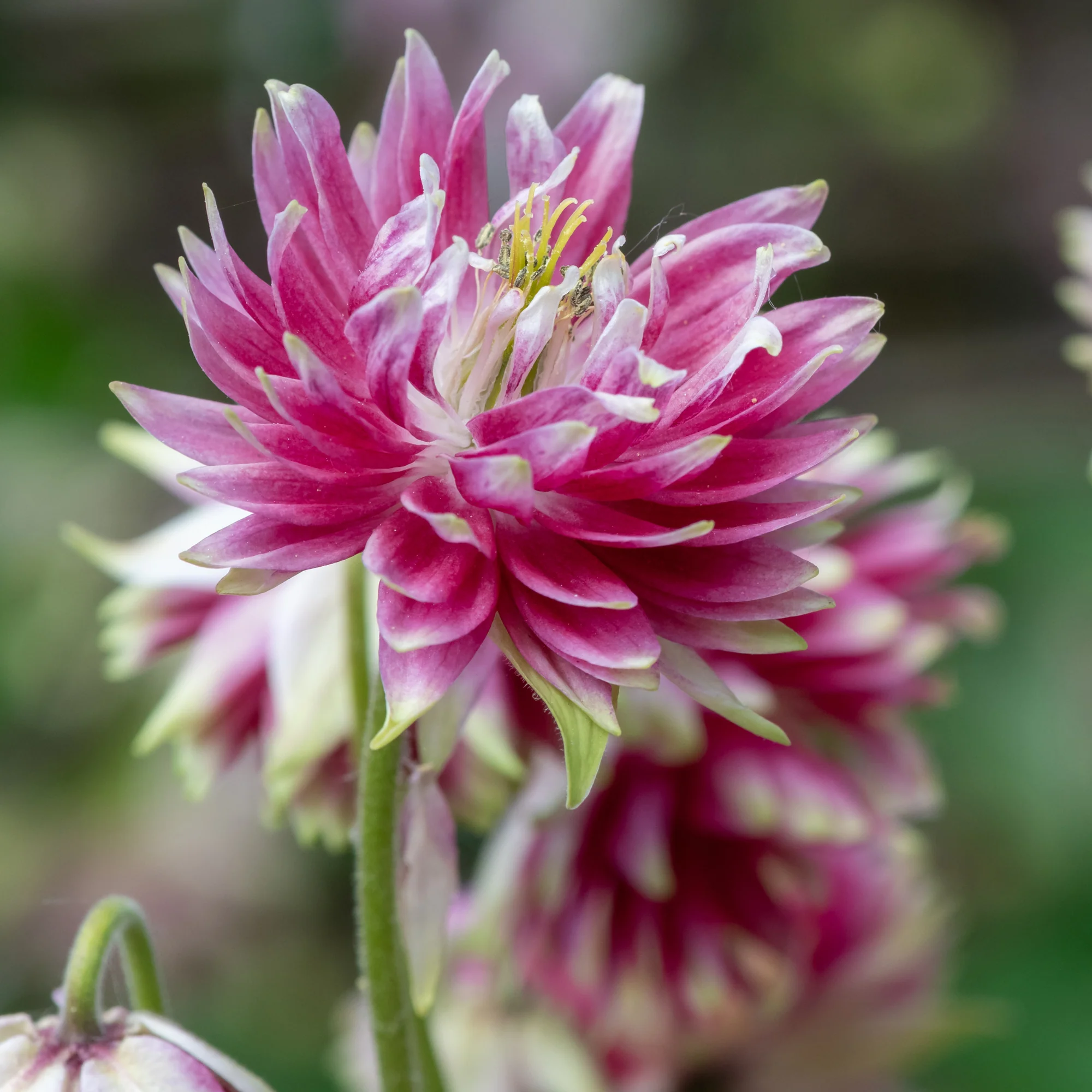 Ancolie des jardins Nora Barlow - Image 2