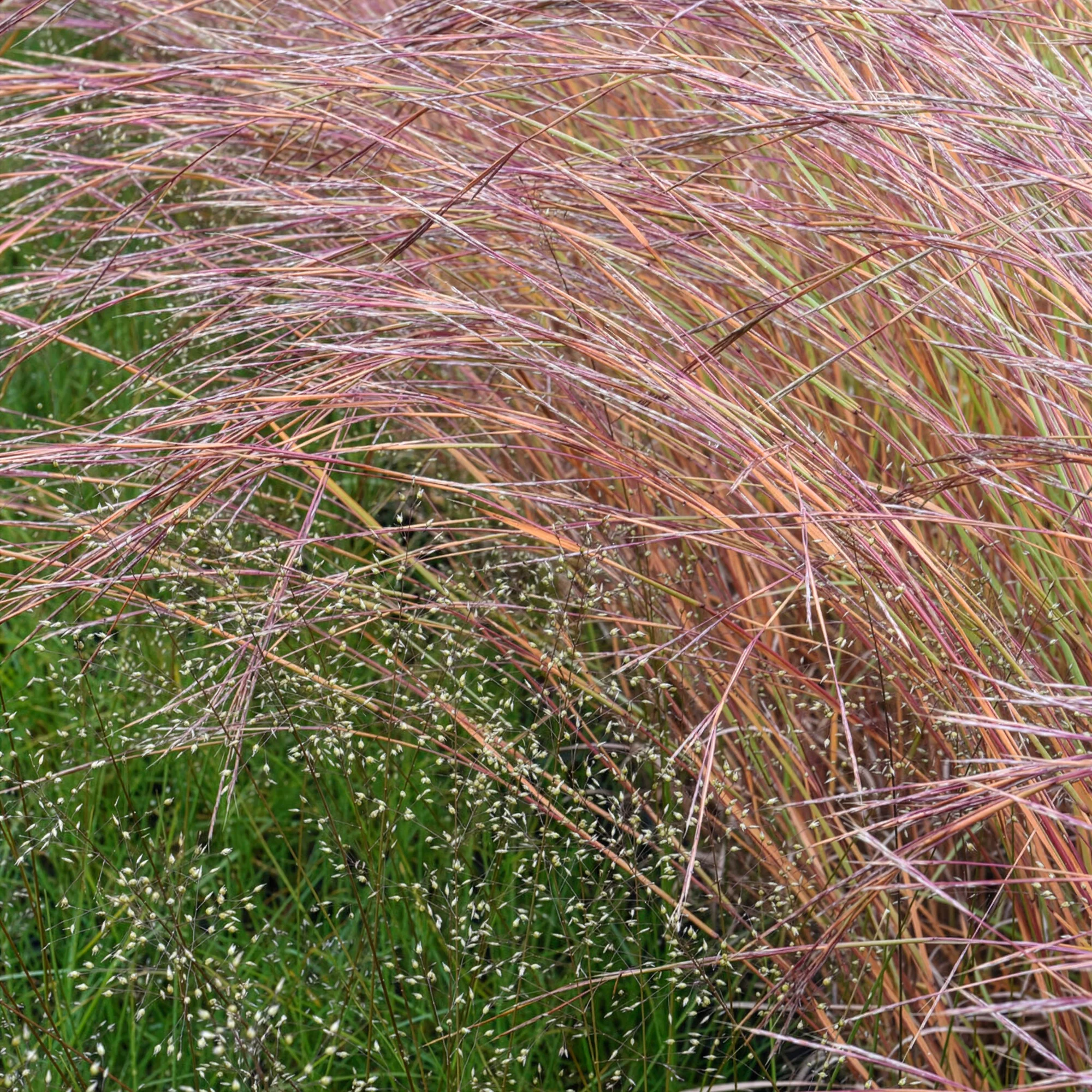 Andropogon Wildwest
