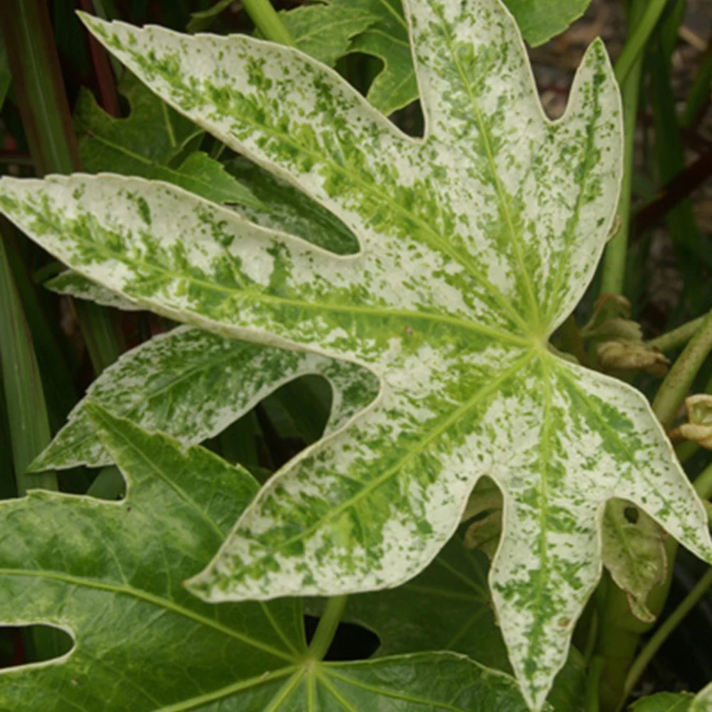 Aralia du Japon Spiders Web