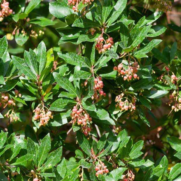 Arbousier Rubra - Image 4