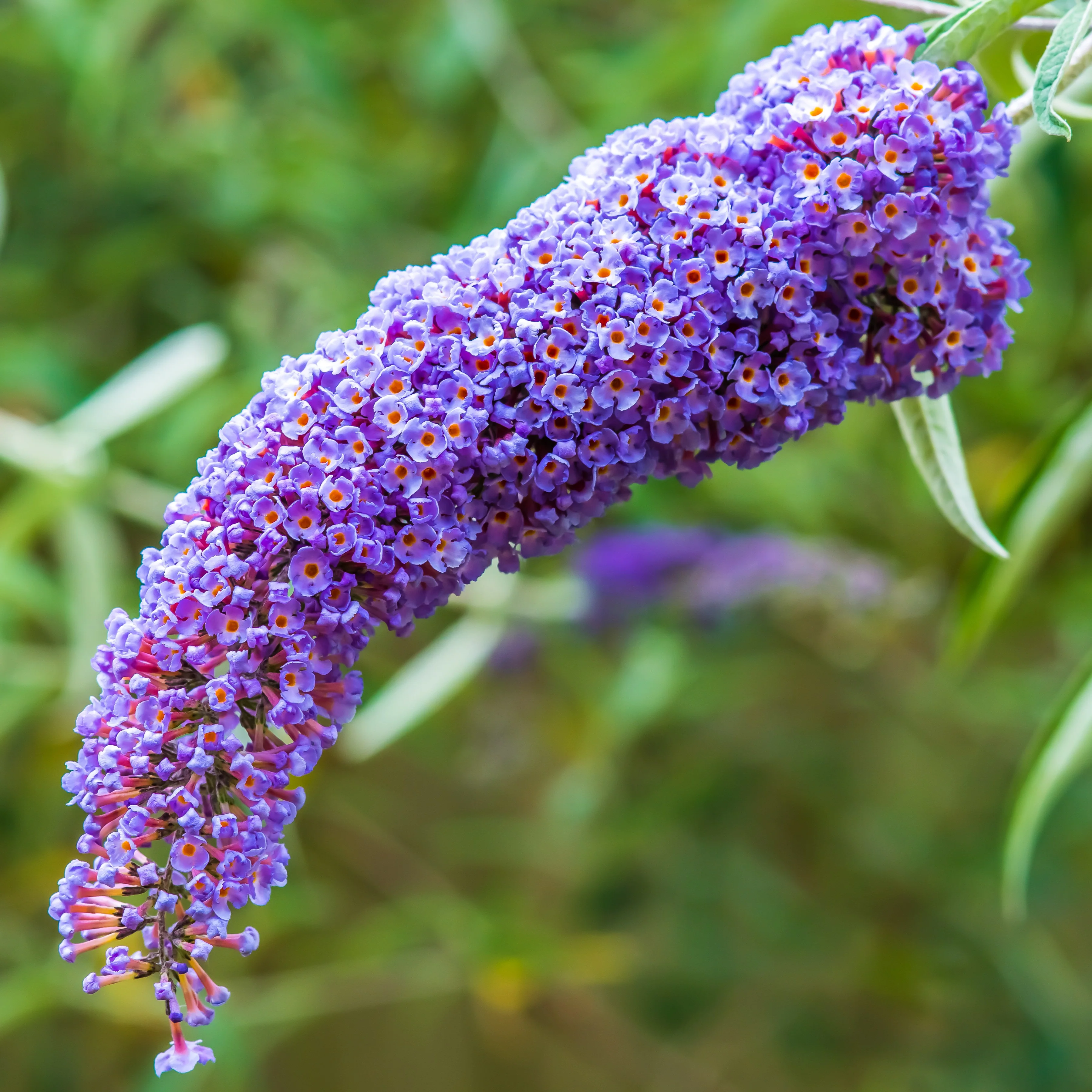 Arbre à papillons Dreaming Lavender - Image 3