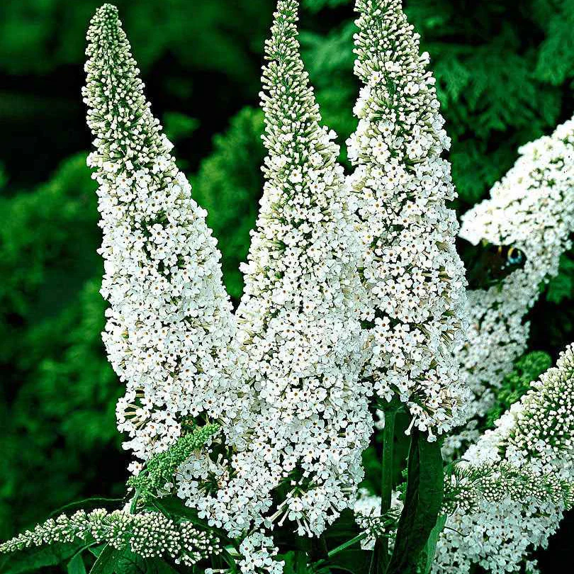Arbre à papillons White Profusion - Image 5