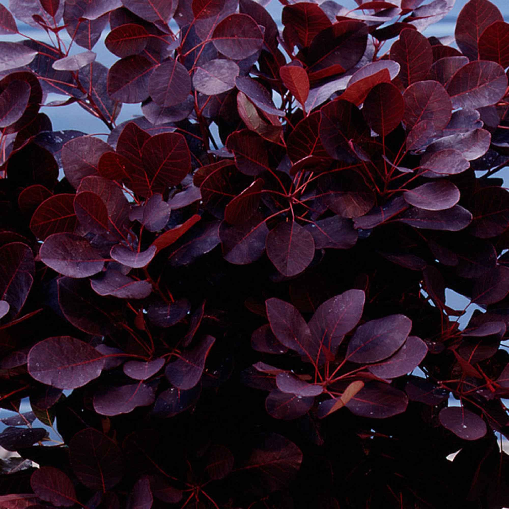 Arbre à perruque pourpre Royal Purple sur tige - Image 3