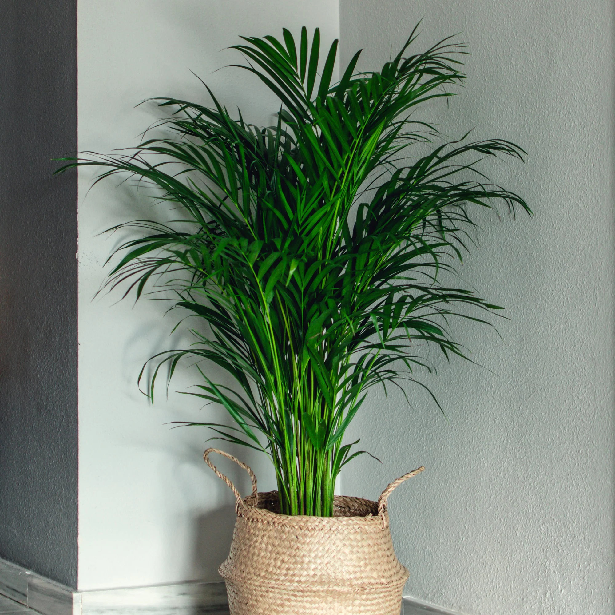 Areca - Palmier d'intérieur - Image 6