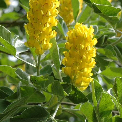Argyrocytisus battandieri