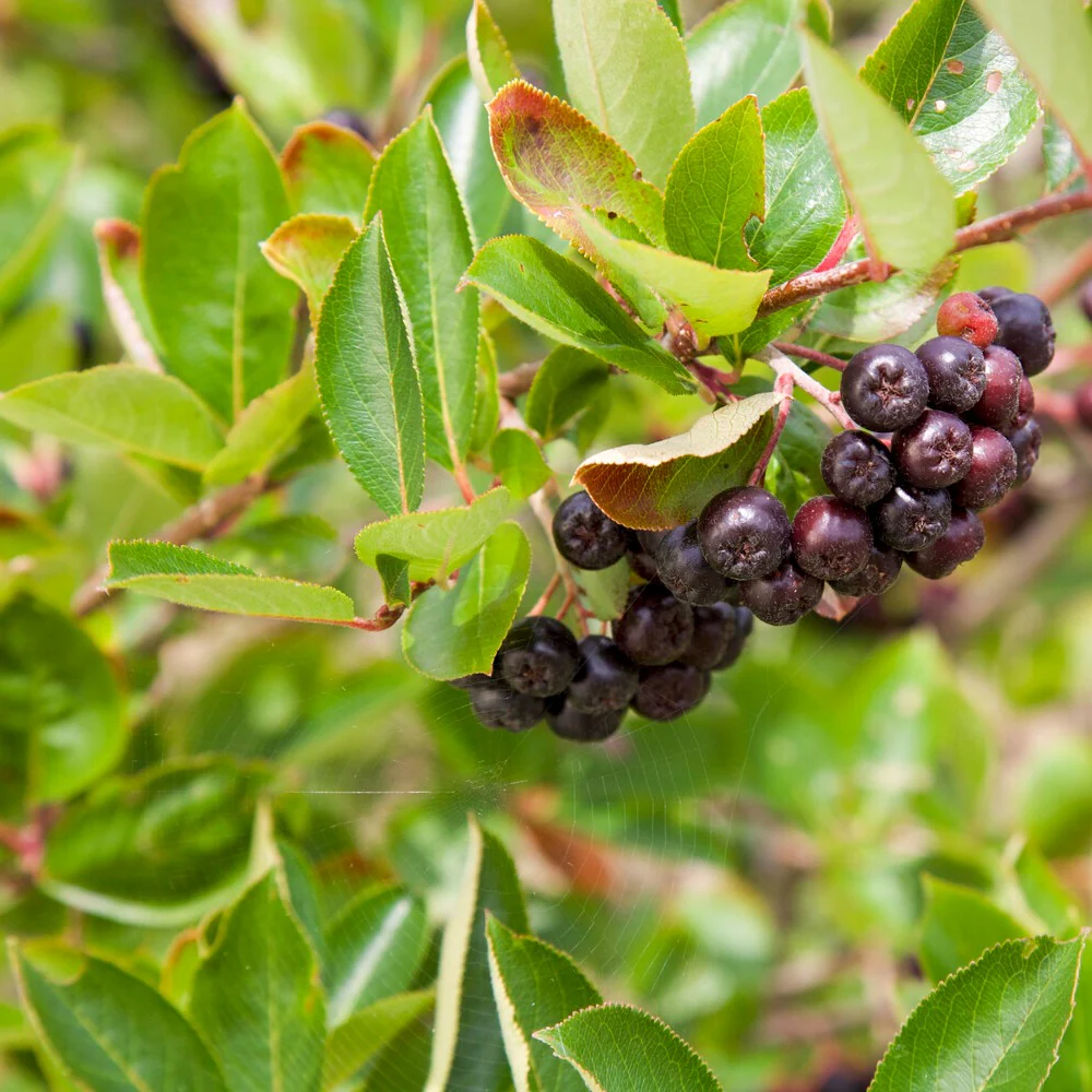 Aronia à fruits noirs - Image 4