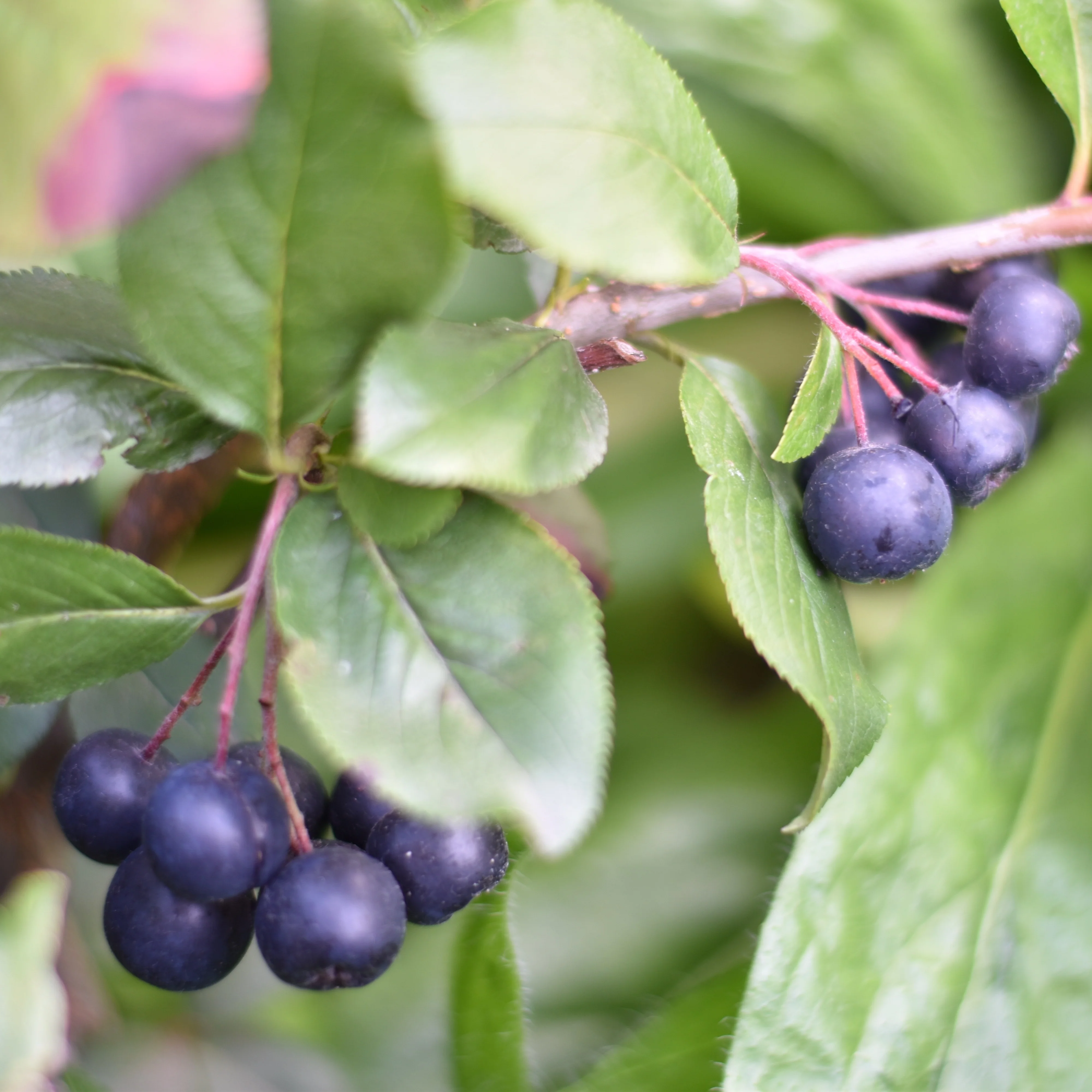 Aronia prunifolia Nero - Image 2