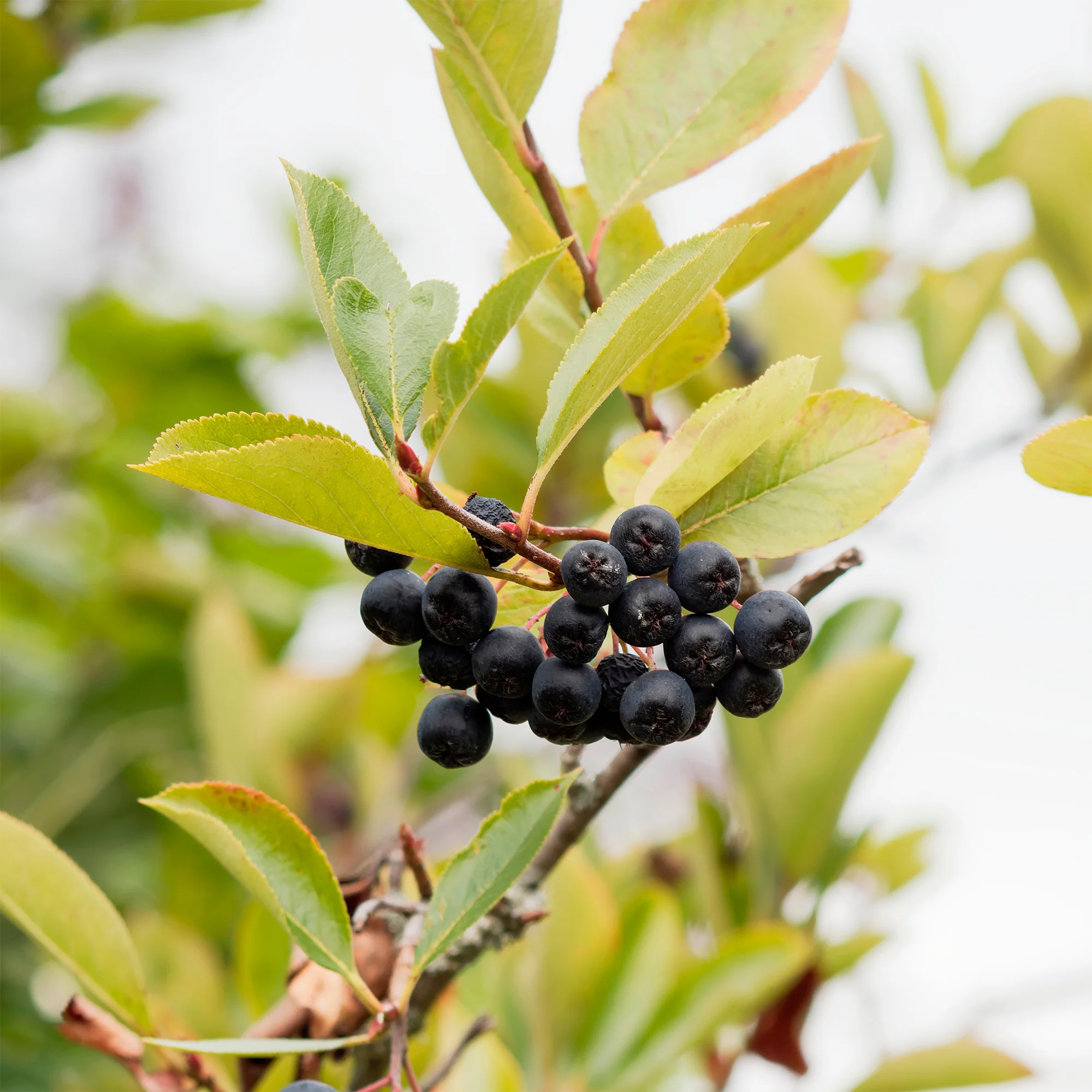 Aronia viking - Image 8