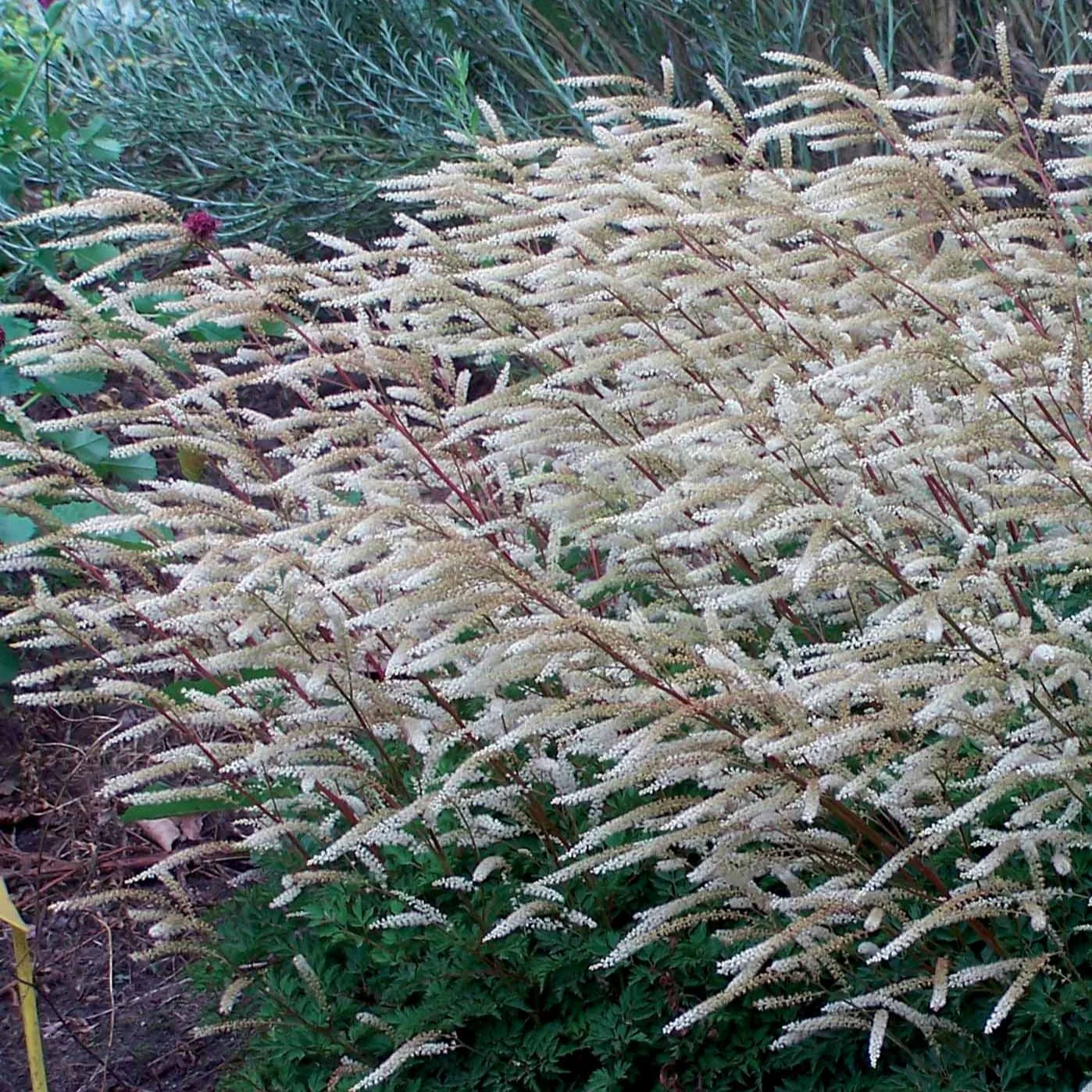 2 Aruncus Pintade