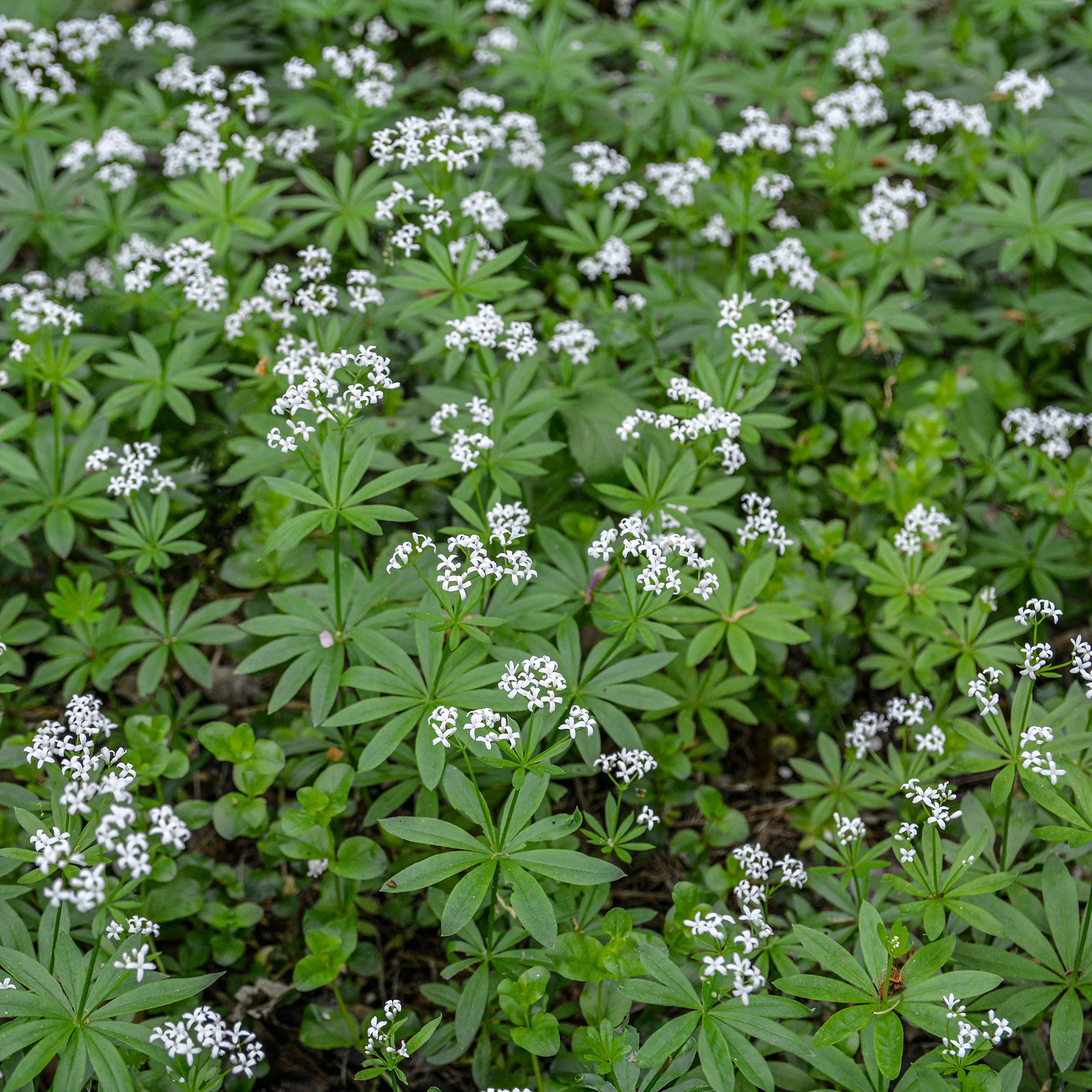 Aspérule odorante - Petit Muguet - Image 3