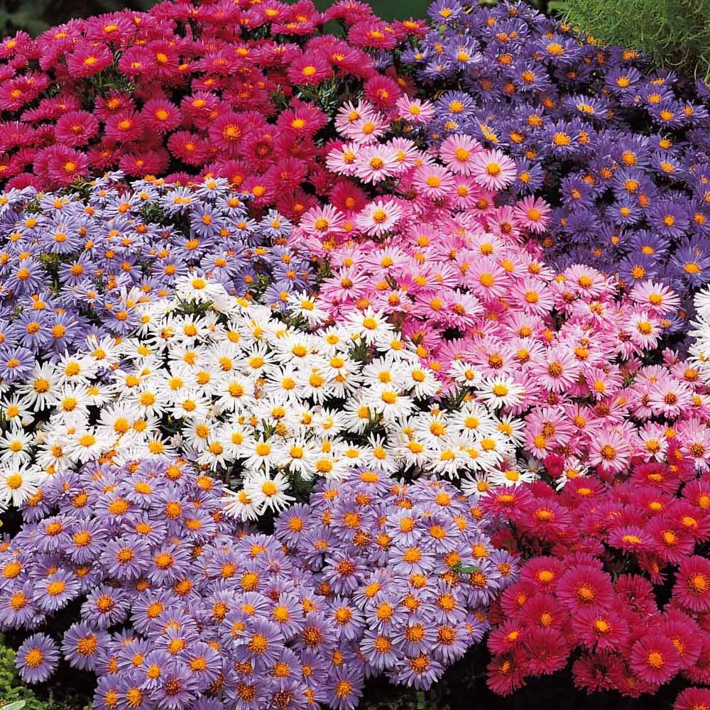 4 Aster d'automne en mélange