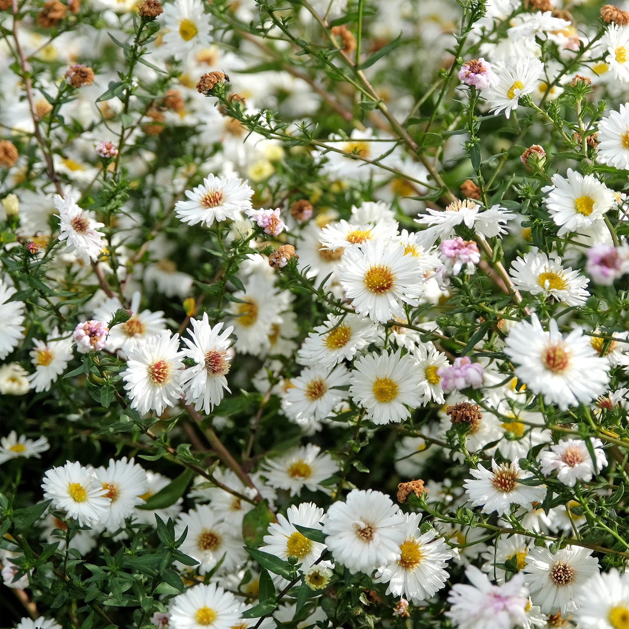 Aster grand d'automne White Lady