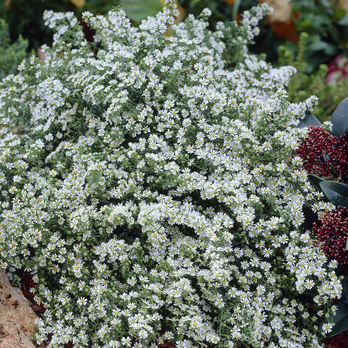 Aster éricoïde Snowflurry - Image 4