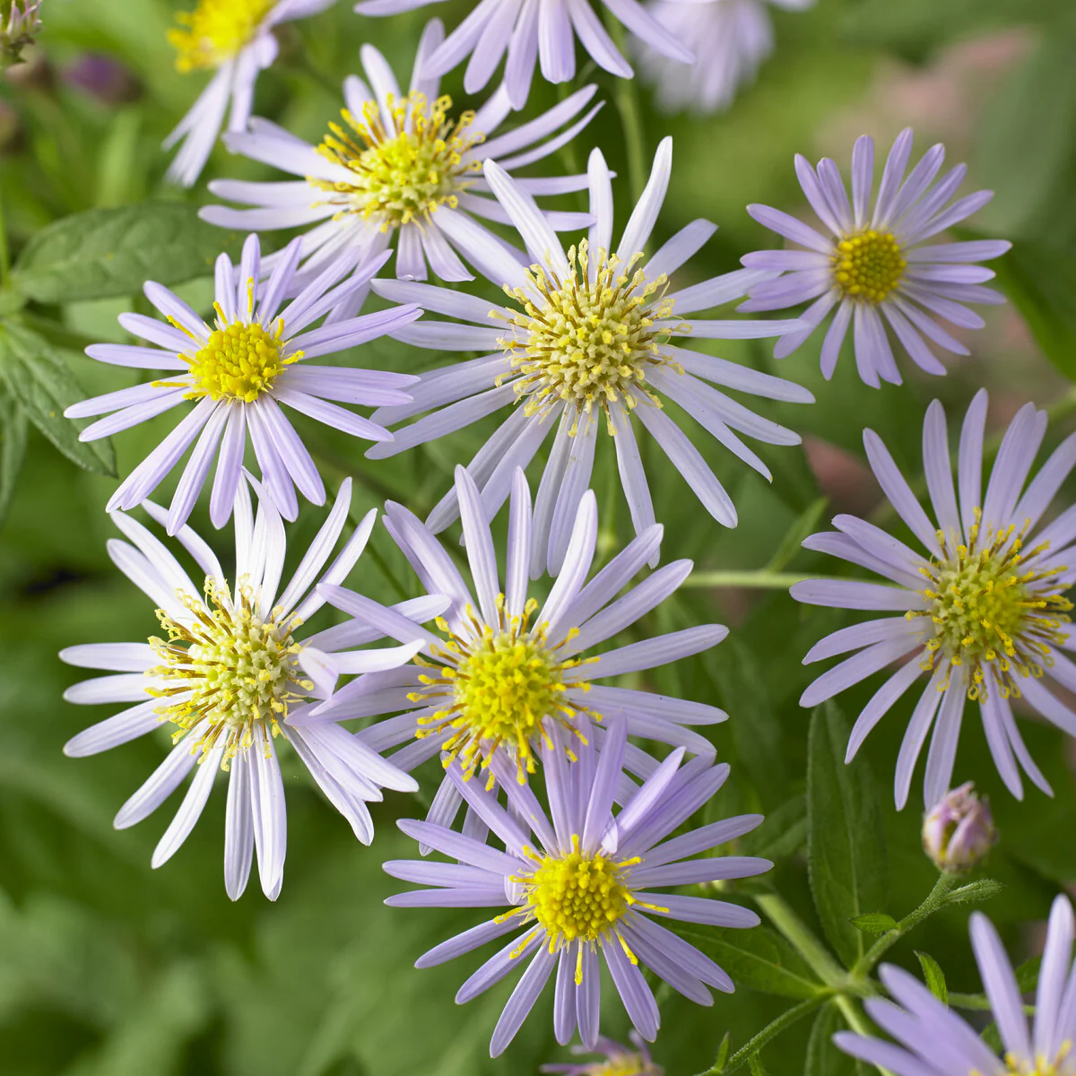Aster nain d'Automne Asran