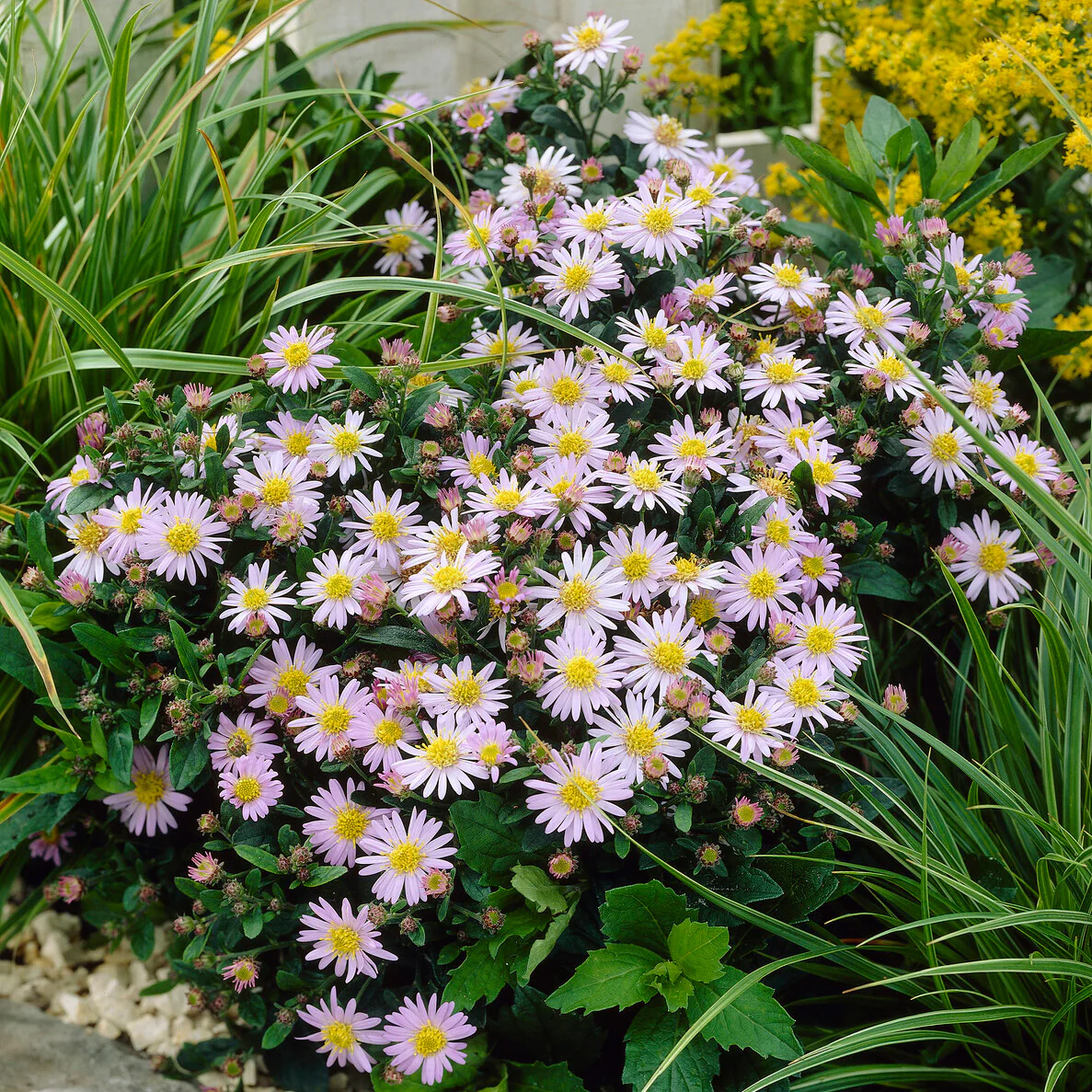 Aster nain d'automne Stardust