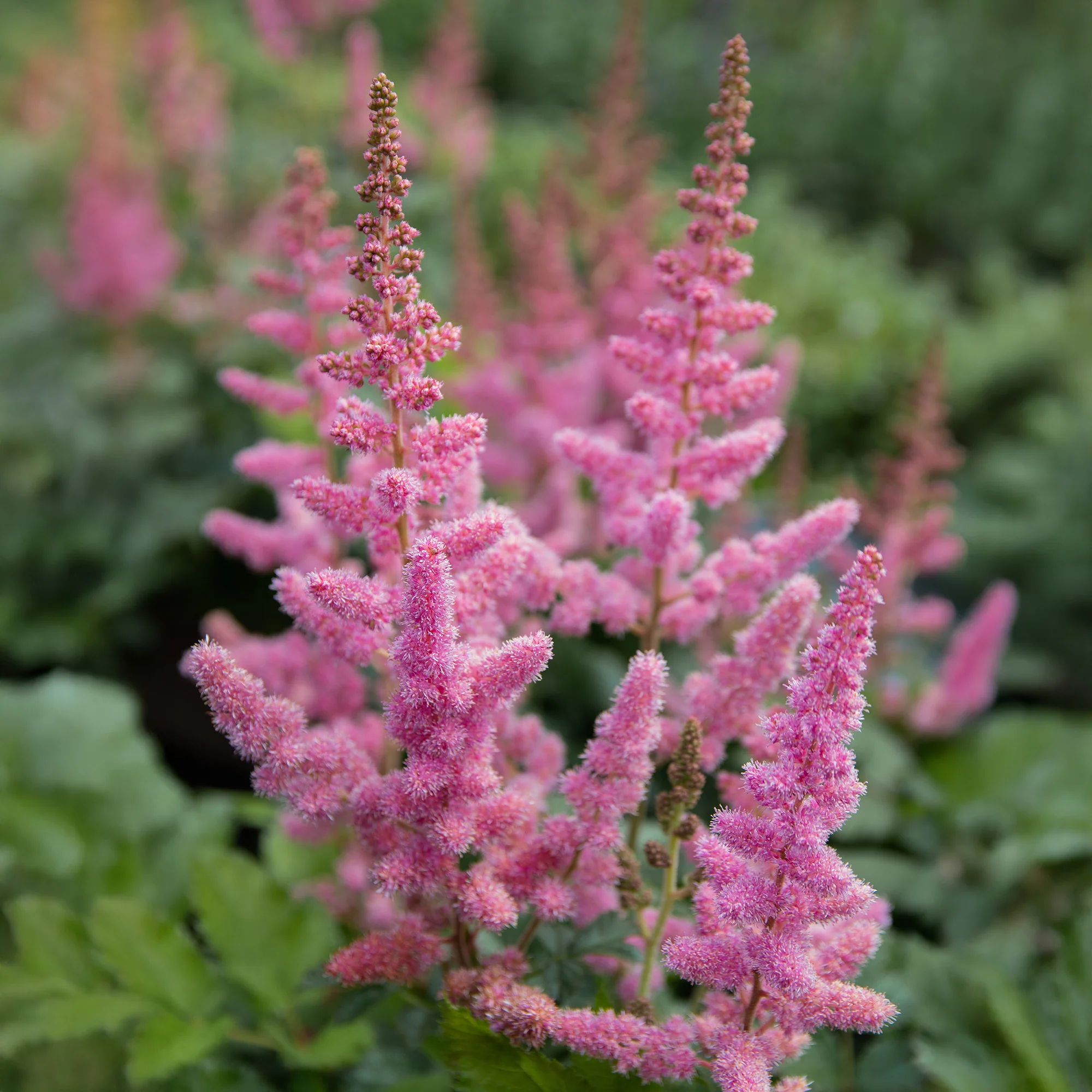 Astilbe Vision in Pink - Image 3