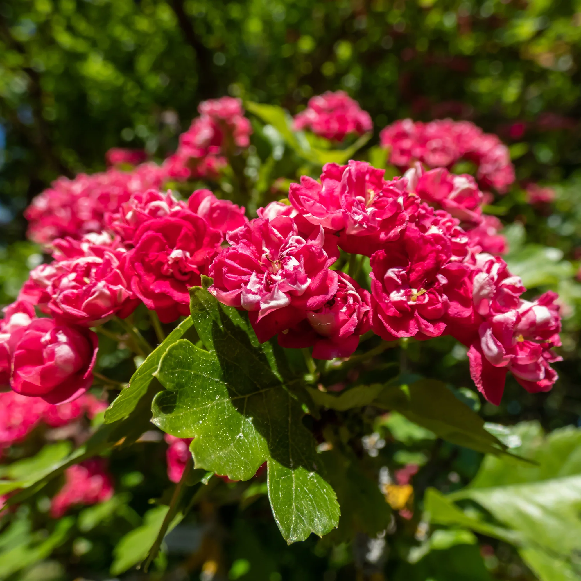 Aubépine rouge - Image 3