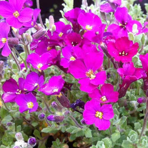 Aubriète Cascade Red