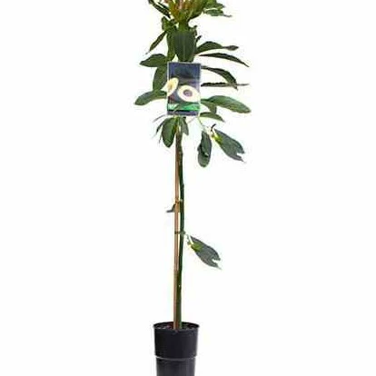 Avocatier 'Duke 7' - Image 2