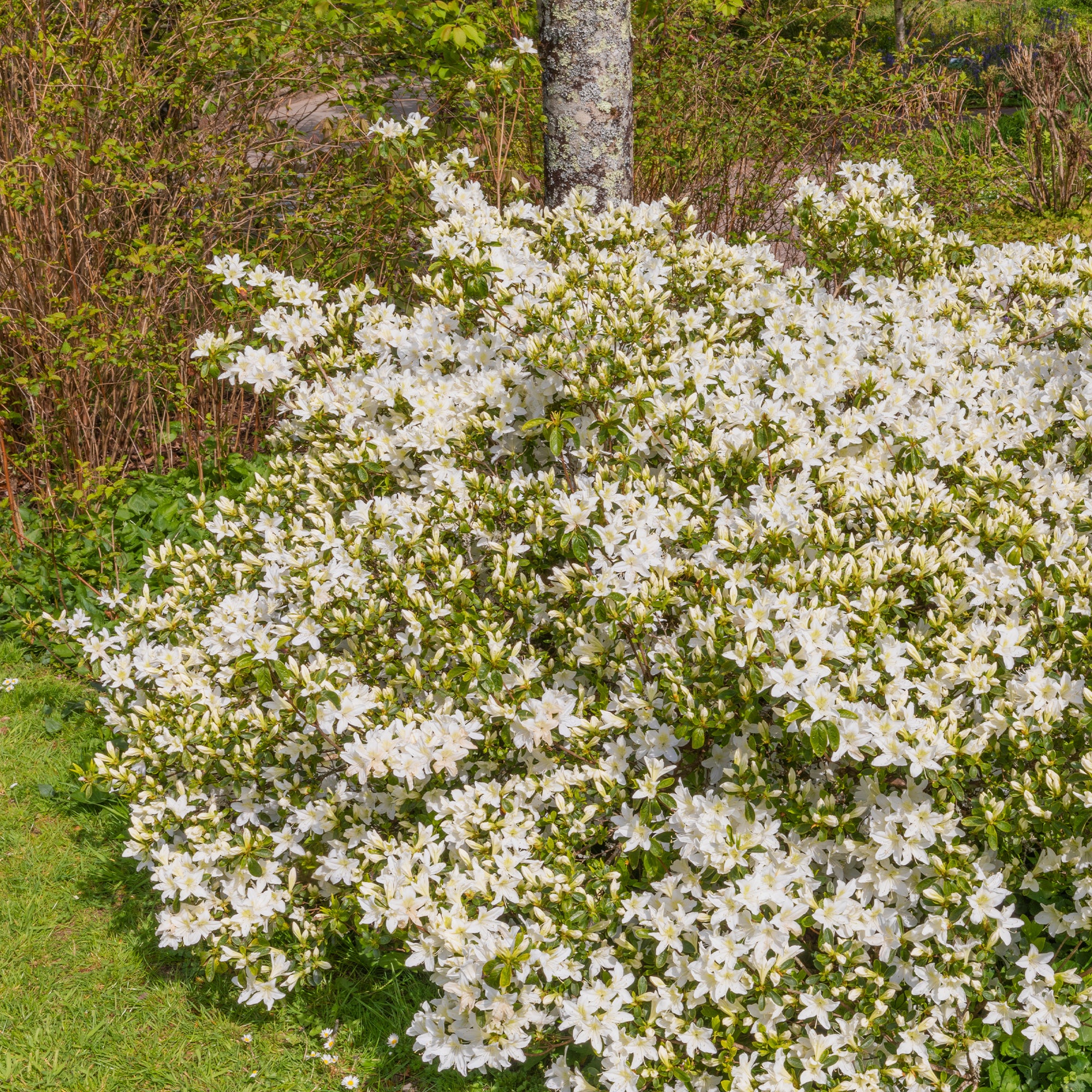 Azalea Palestrina - Image 2