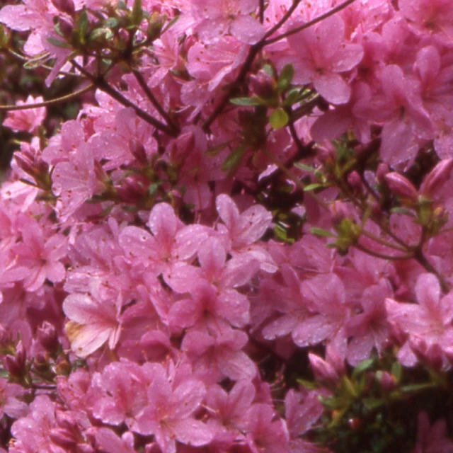 Azalée du Japon Hinomayo