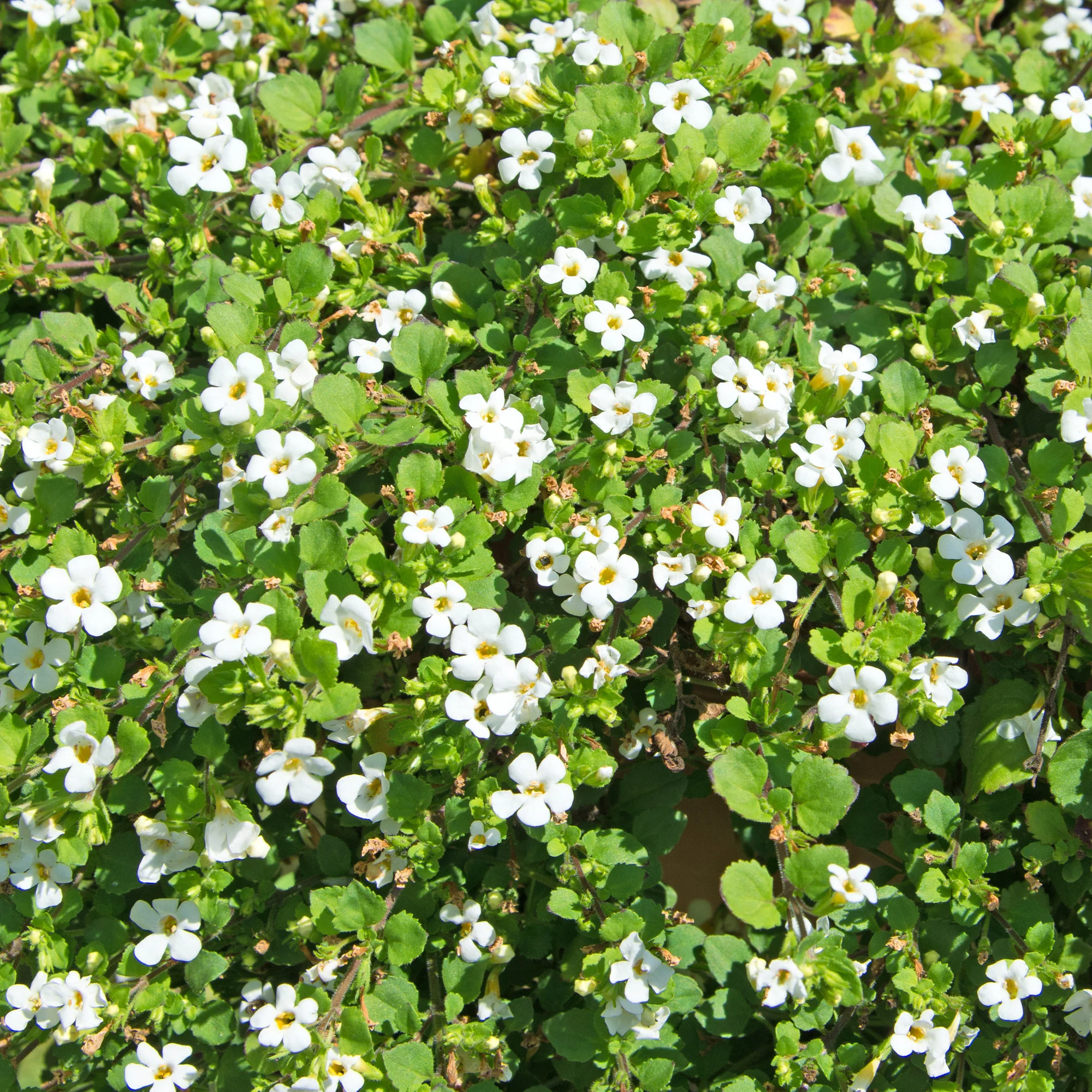 Bacopa blanc - Image 3