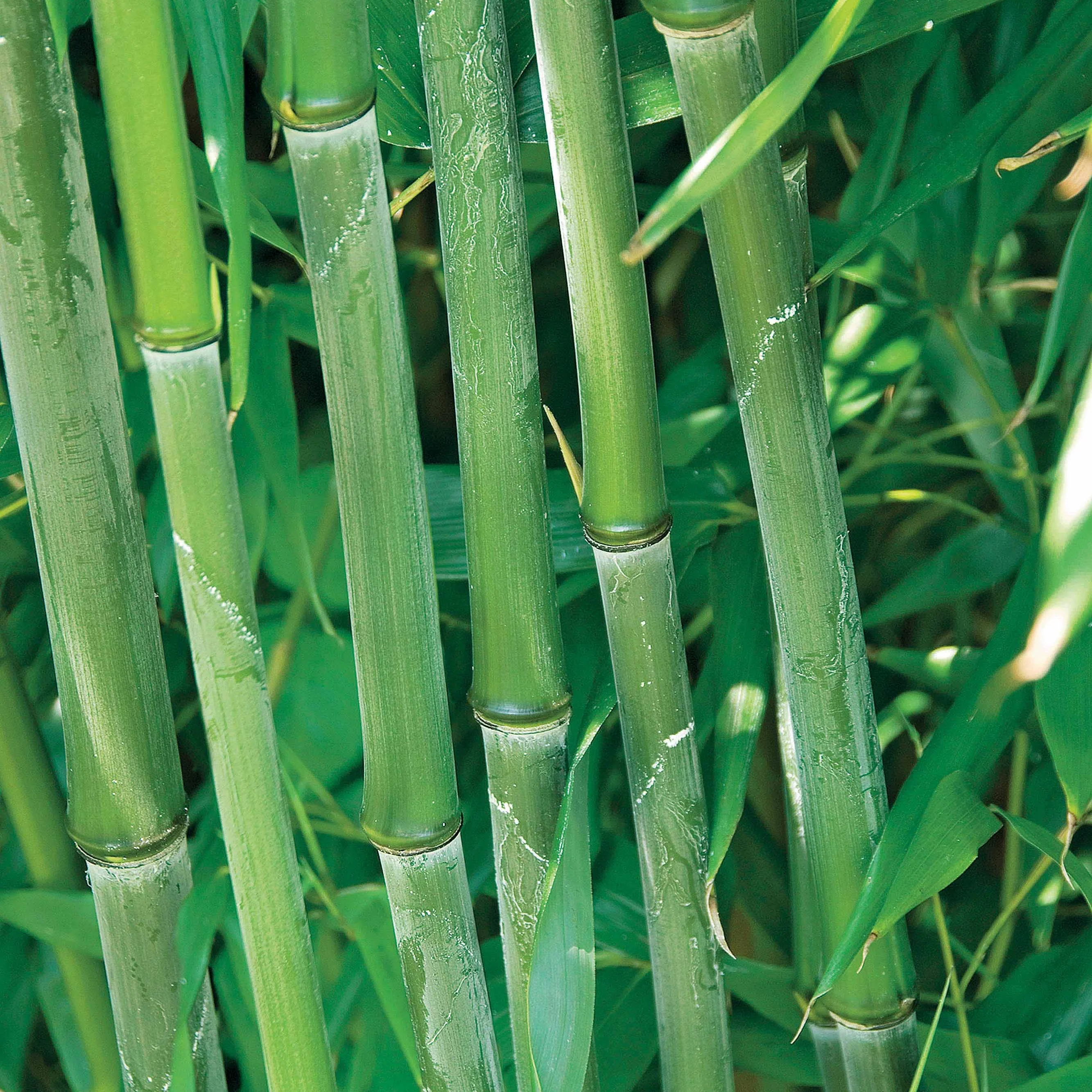 Bambou traçant à chaumes verts - Image 3