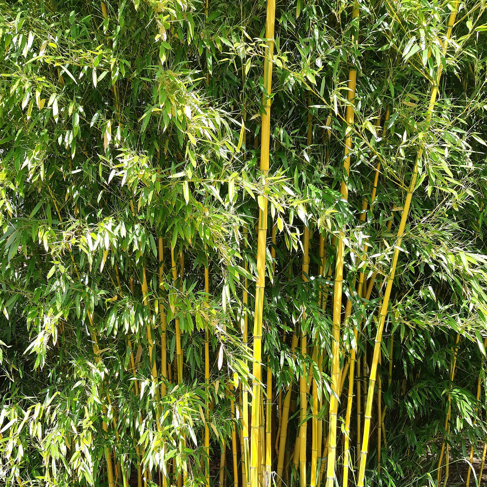 Bambou traçant panaché