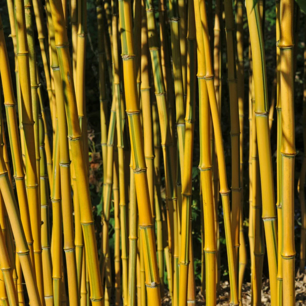 Bambou traçant panaché - Image 3