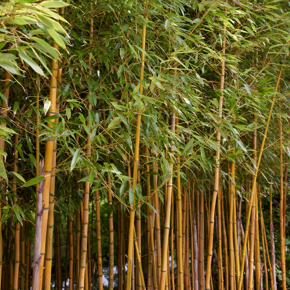 Bambou traçant panaché - Image 4