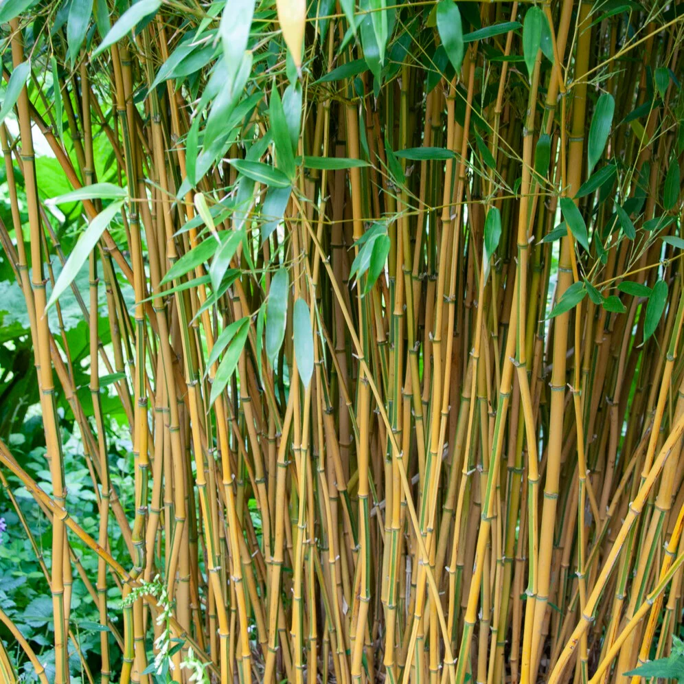 Bambou traçant panaché - Image 5