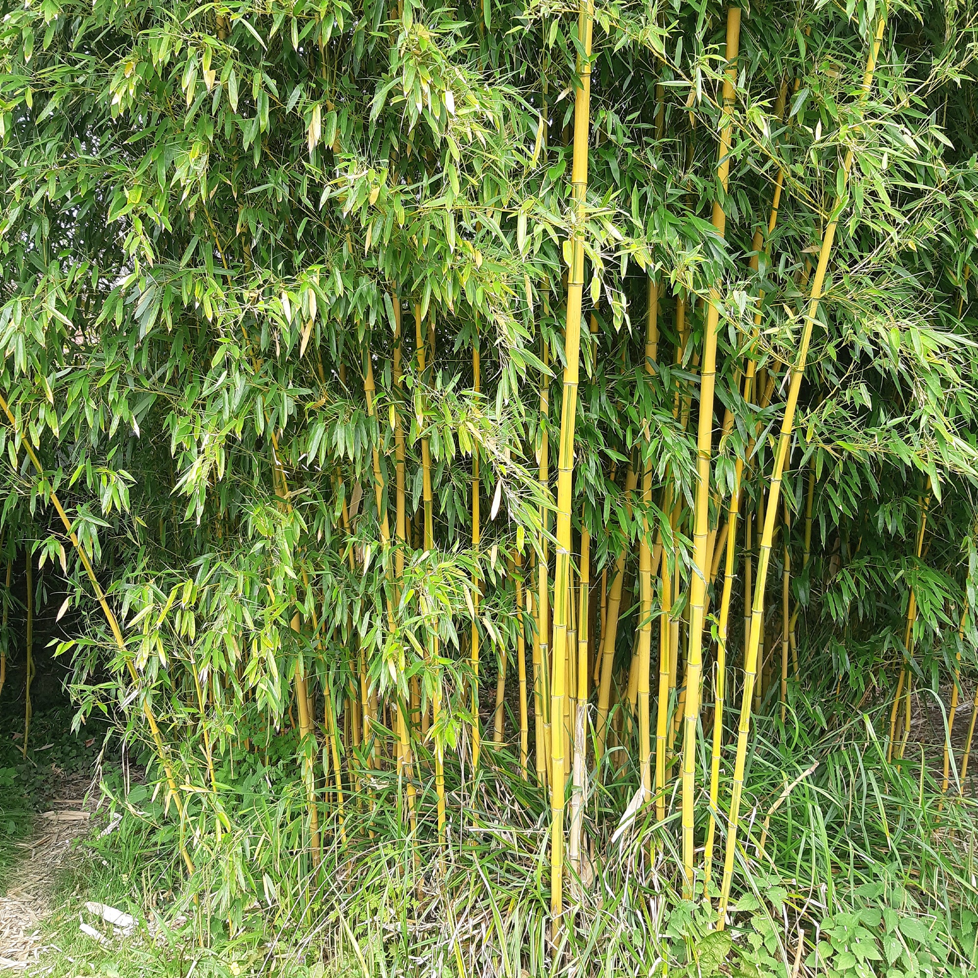 Bambou traçant panaché - Image 6