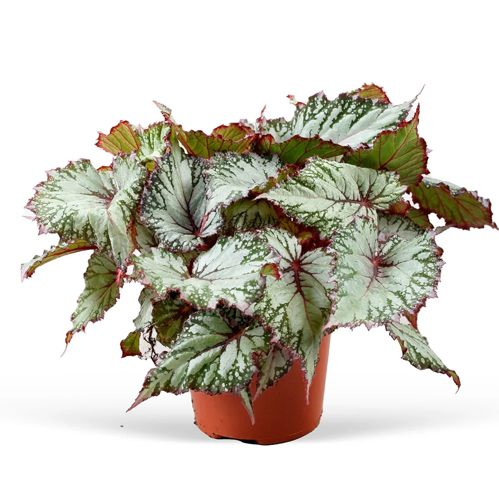 Bégonia Asian Tundra