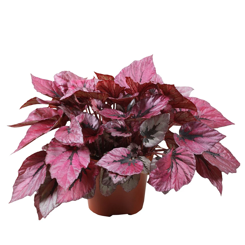 Bégonia Beleaf Indian Summer