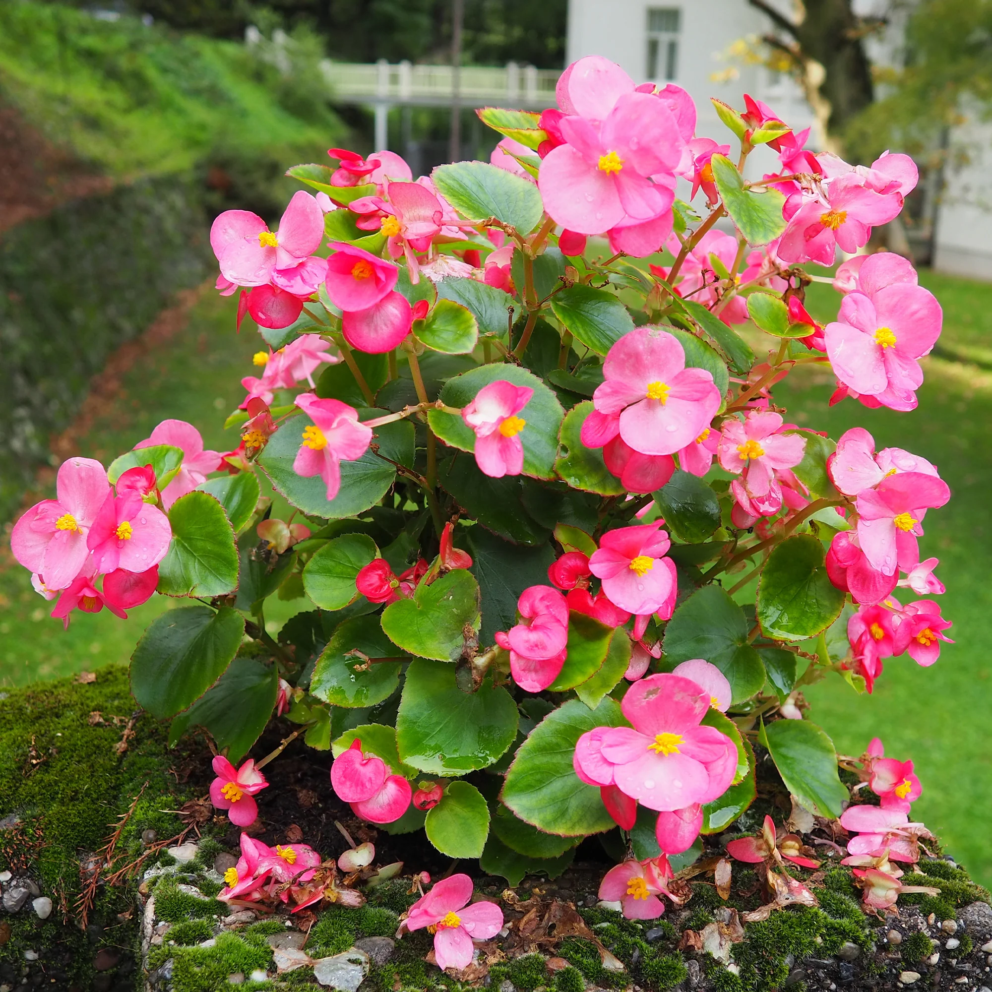 Bégonia semperflorens rose - Image 4