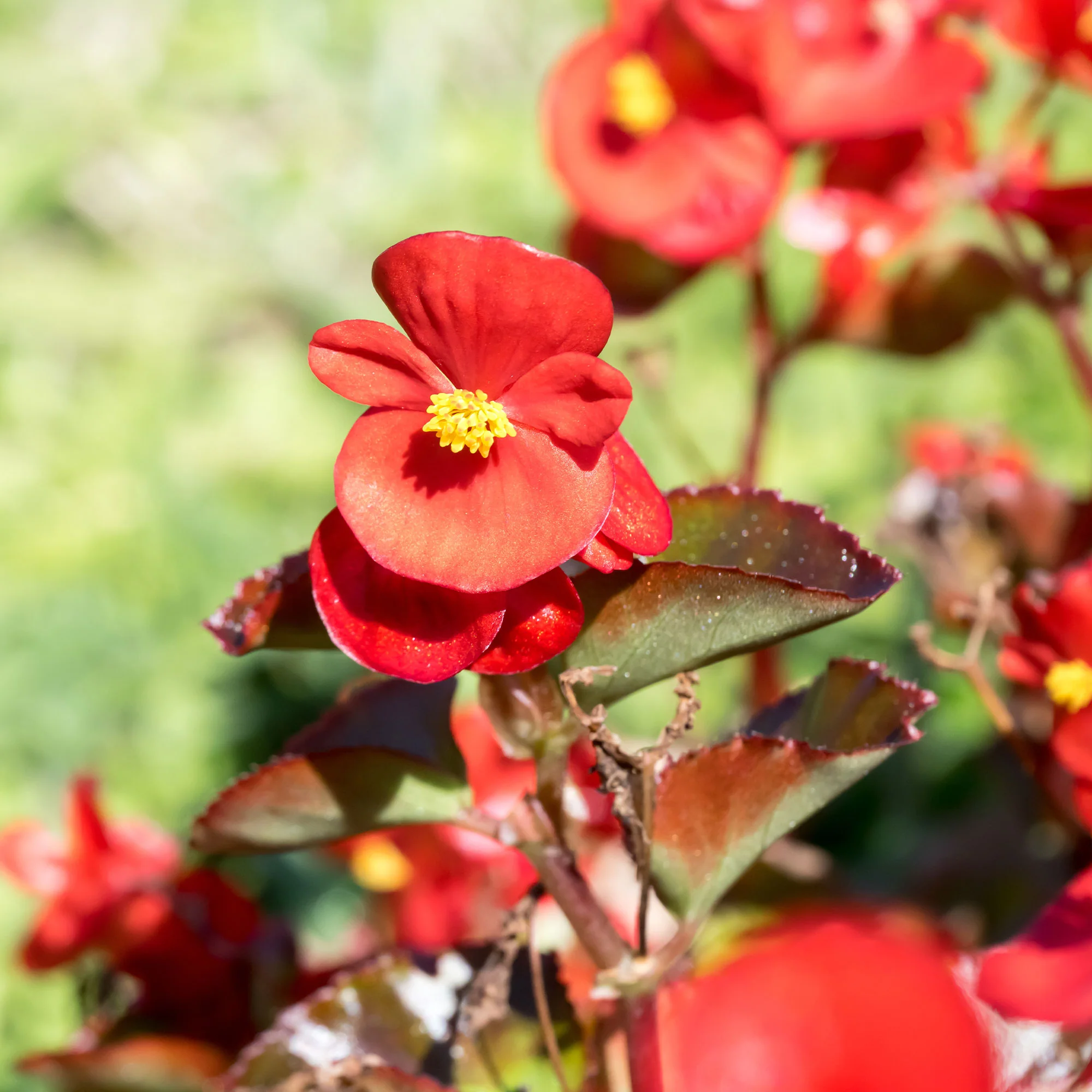 Bégonia semperflorens rouge - Image 2