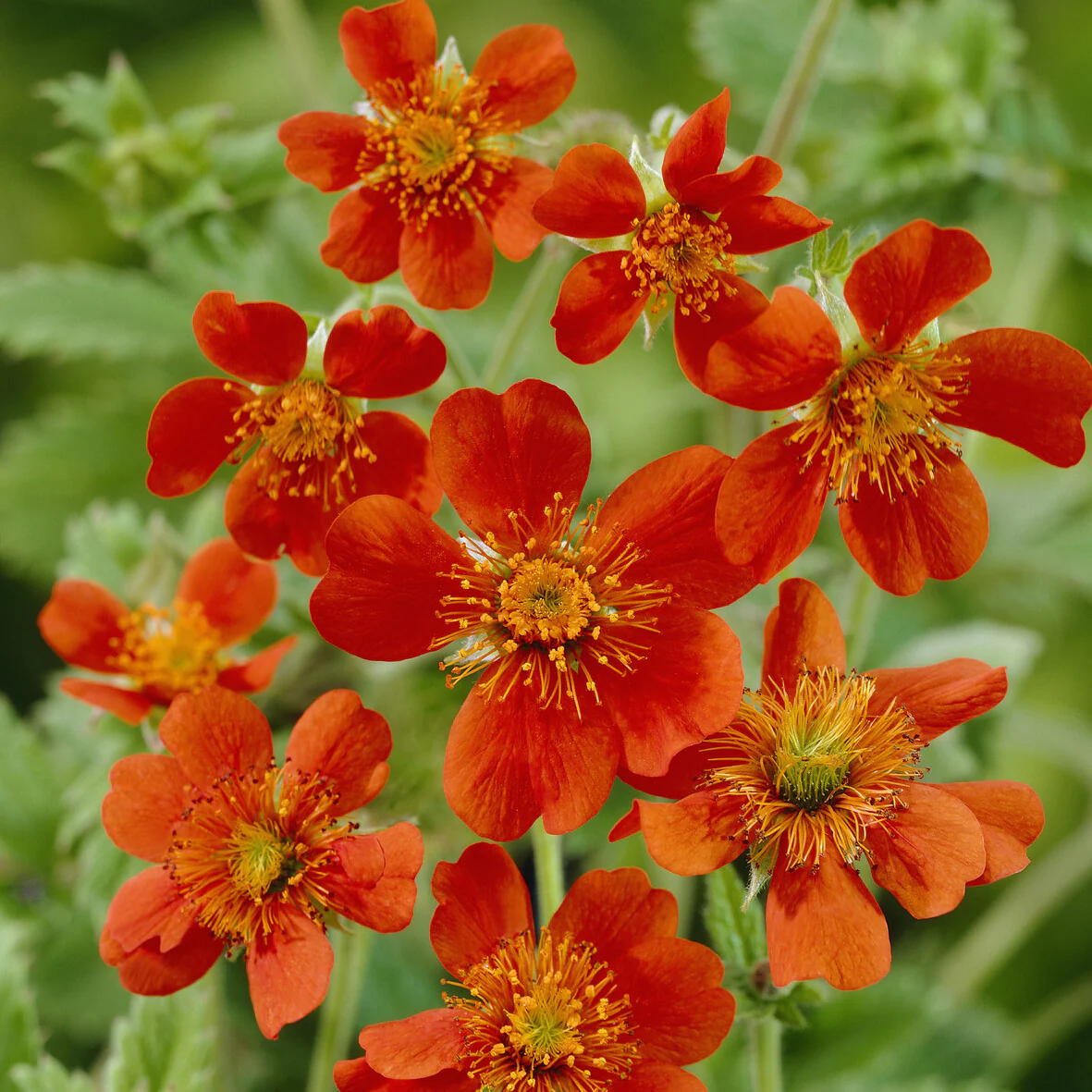 Benoîte orange Borisii