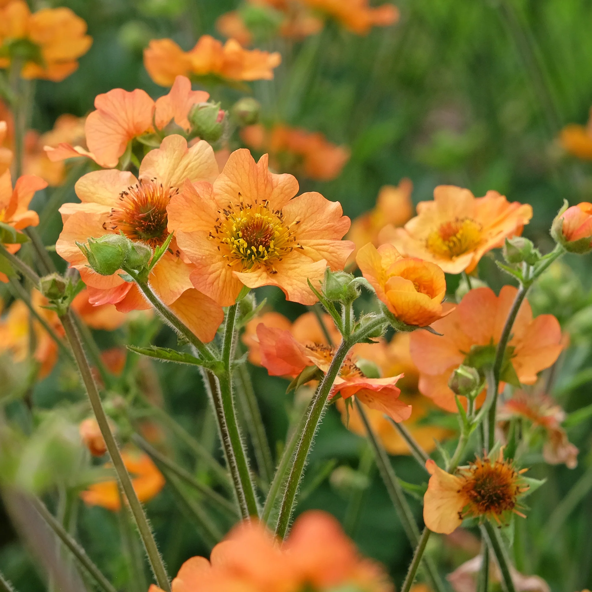 Benoîte Totally tangerine - Image 6
