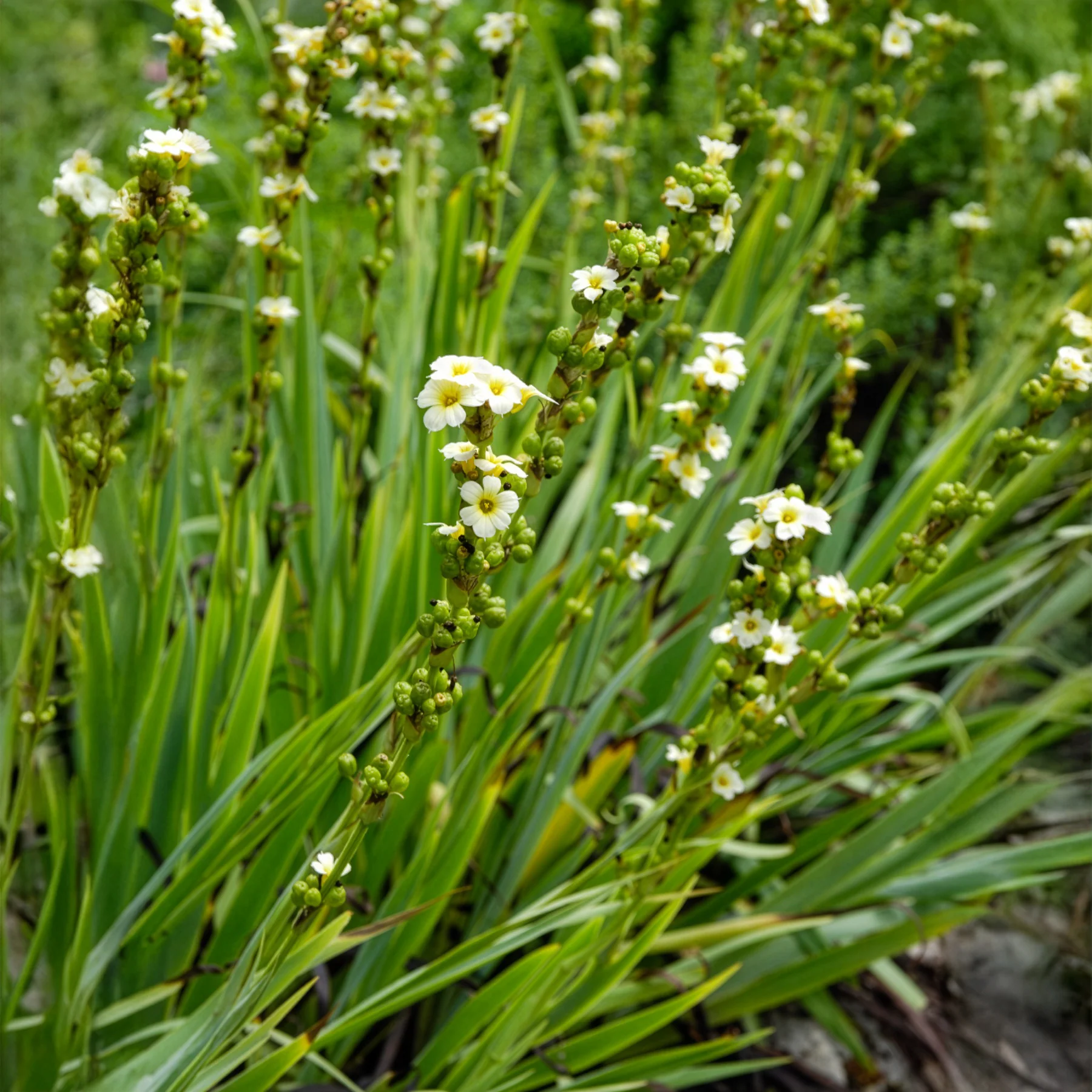 Bermudienne striée - Image 5
