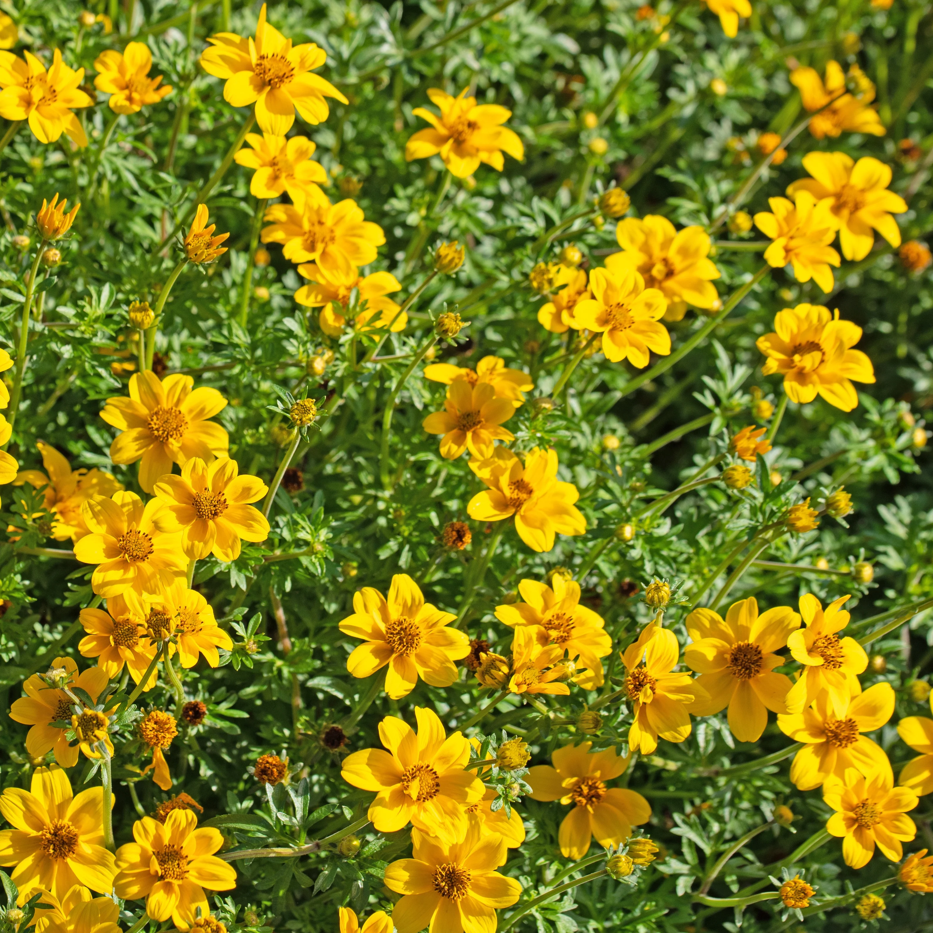 3 Bidens à feuilles de férule