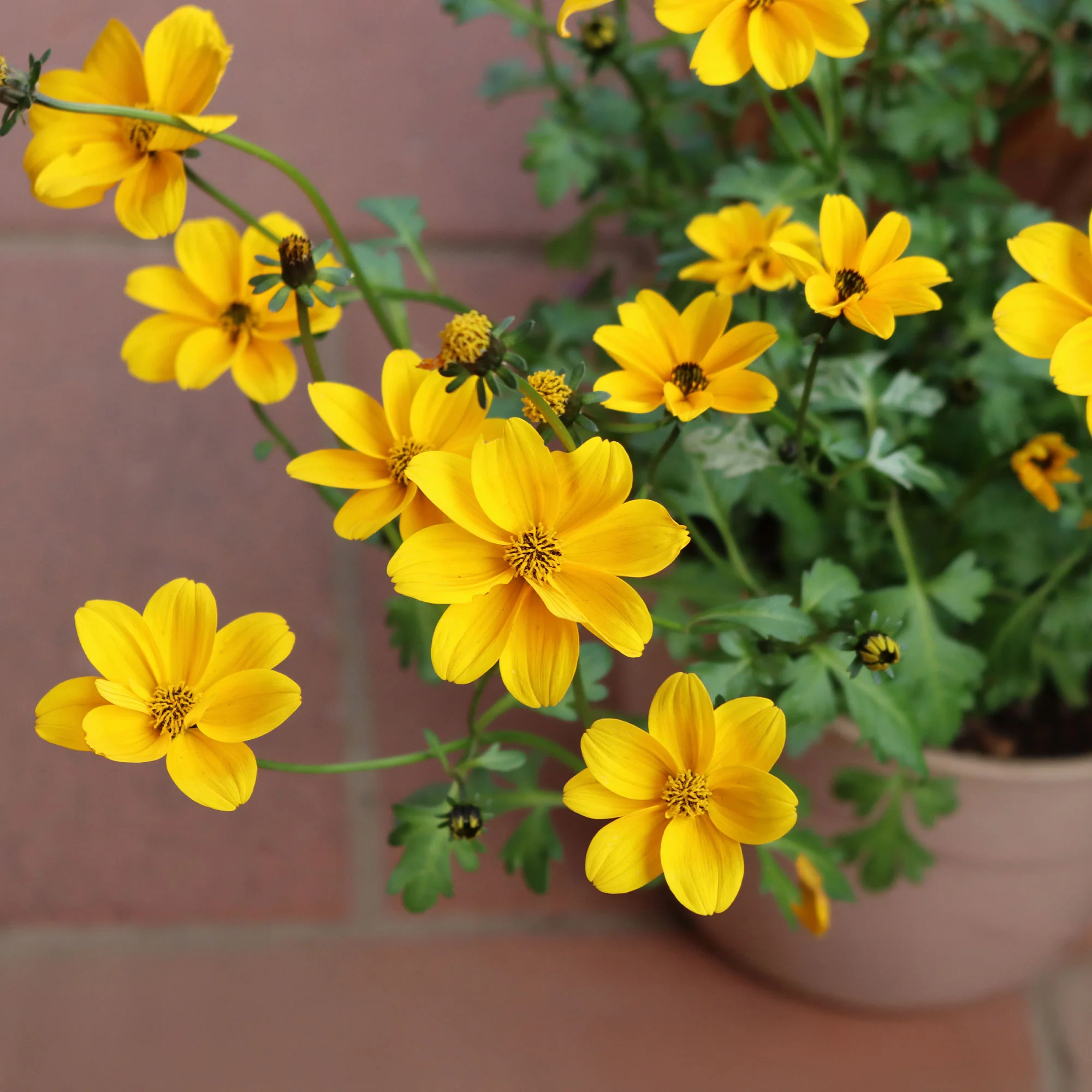 Bidens jaunes - Image 3