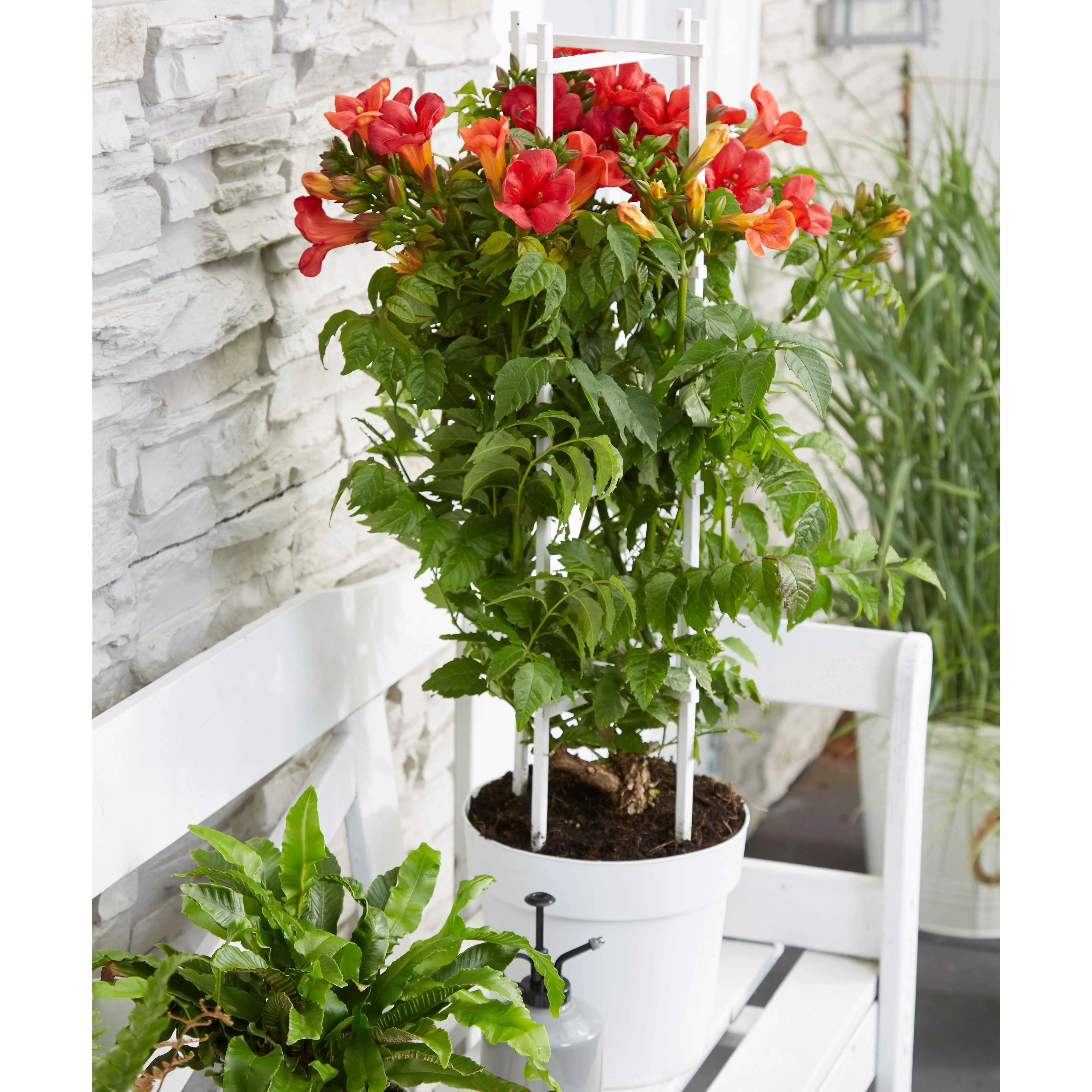 Bignone Fire Trumpet - Image 3
