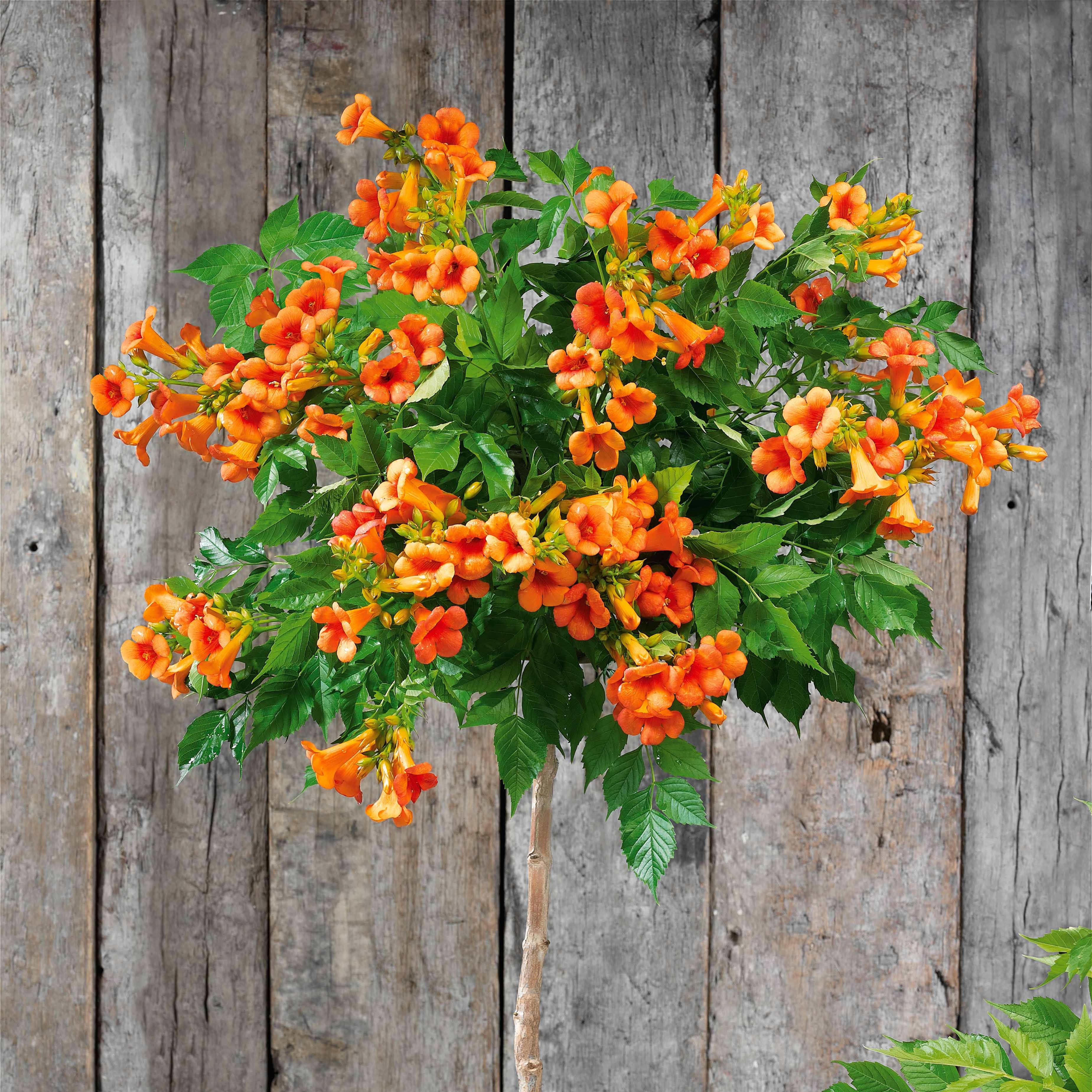 Bignone Indian Summer ® sur tige