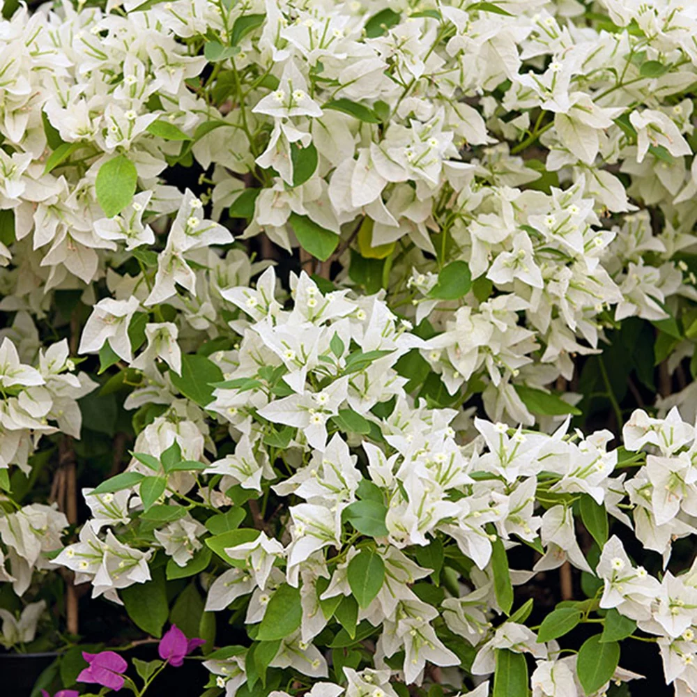Bougainvillier Blanc - Image 3